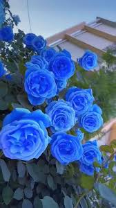 Himmelblau Rose Blumensamen zur Aussaat Garten beliebt Traditionssorte & ohne Gentechnik Samen Hausgarten