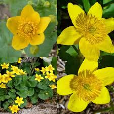 Caltha Palustris Blumensamen zur Aussaat – leuchtend – Traditionssorte & ohne Gentechnik Samen Hausgarten