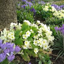 Creme Primel Malacoides Blumensamen zur Aussaat leuchtend Traditionssorte & ohne Gentechnik Samen Hausgarten