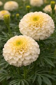 Creme Studentenblume Blumensamen zur Aussaat – leuchtende einjährige Blüten für Ihren Garten