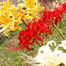 Gemischt Higanbana Blumensamen zur Aussaat Drought verträglich Traditionssorte & ohne Gentechnik Samen Hausgarten