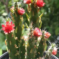 Grün Austrocylindropuntia Blumensamen zur Aussaat – Landhaus Garten wichtig – Traditionssorte & ohne Gentechnik Samen Hausgarten