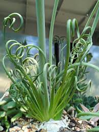 Spiralis Blumensamen zur Aussaat – farbenfroh Schau – Traditionssorte & ohne Gentechnik Samen Hausgarten