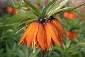 Semillas de Fritillaria roja para sembrar, popular para el jardín, variedad tradicional y sin ingeniería genética, semillas para jardín doméstico