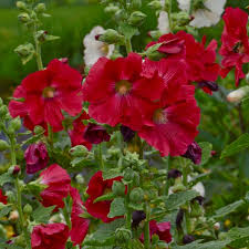 dunkel Rot Althaea Rosea Blumensamen zur Aussaat – Traditionssorte ohne Gentechnik Samen für Ihren Garten robust Sorte