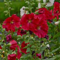 dunkel Rot Althaea Rosea Blumensamen zur Aussaat – Traditionssorte ohne Gentechnik Samen für Ihren Garten robust Sorte