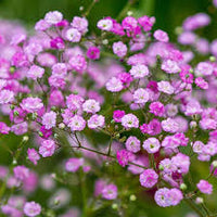 Gypsophila gypsy deep rose samen for soft garten blooms