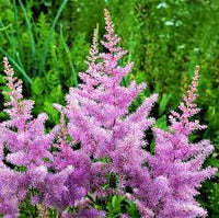 Violett Prachtspiere Blumensamen zur Aussaat kompakt Wuchs Traditionssorte & ohne Gentechnik Samen Hausgarten