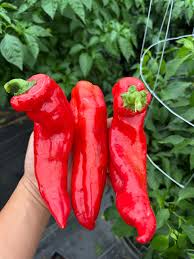Rot Nardello Gemüsesamen for für den Hausgarten
