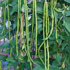 Green Asparagus Bean Samen zum Pflanzen