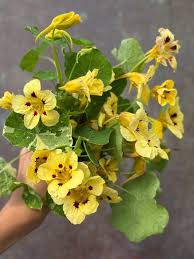 Gelb Tropaeolum Majus Blumensamen zur Aussaat Attractive Blumen Traditionssorte & ohne Gentechnik Samen Hausgarten