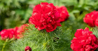 Paeonia Tenuifolia Blumensamen zur Aussaat – Halbschatten verträglich – Traditionssorte & ohne Gentechnik Samen Hausgarten