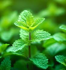 Semi di melissa, Melissa officinalis