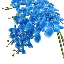 Futaba Blau Schmetterling Orchidee Blumensamen zur Aussaat – robust Sorte – Traditionssorte & ohne Gentechnik Samen Hausgarten