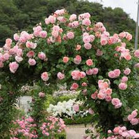 Rosa Rose Baum Blumensamen zur Aussaat – farbenfroh Schau Traditionssorte & ohne Gentechnik Samen Hausgarten