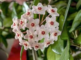 Pfirsichfarben Rosa Carnosa Blumensamen Garten leuchtend Traditionssorte & ohne Gentechnik Samen Hausgarten