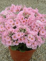 Rosa Primel Malacoides Blumensamen zur Aussaat – hochwertige Qualitäts- – Traditionssorte & ohne Gentechnik Samen Hausgarten