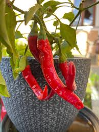 Rot Nardello Gemüsesamen for für den Hausgarten