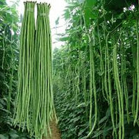 Green Asparagus Bean Samen zum Pflanzen