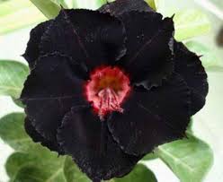 Schwarz Wüstenrose Blumensamen zur Aussaat – Halbschatten verträglich – Traditionssorte & ohne Gentechnik Samen Hausgarten