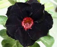 Schwarz Wüstenrose Blumensamen zur Aussaat – Halbschatten verträglich – Traditionssorte & ohne Gentechnik Samen Hausgarten