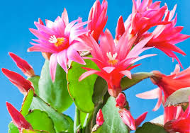Multicolor Weihnachtskaktus Blumensamen zur Aussaat Wildblume Mischung Traditionssorte & ohne Gentechnik Samen Hausgarten