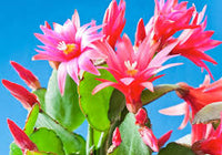 Multicolor Weihnachtskaktus Blumensamen zur Aussaat Wildblume Mischung Traditionssorte & ohne Gentechnik Samen Hausgarten