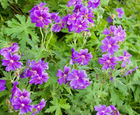 Cranesbill Geranie Blumensamen zur Aussaat – Schnitt Blume beliebt – Traditionssorte & ohne Gentechnik Samen Hausgarten