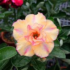 Desert Rose Samen Wüstenrose Obesum – Traditionssorte ohne Gentechnik Succulent Blumensamen zur Aussaat