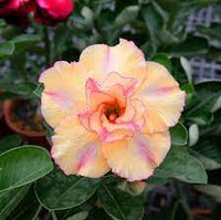 Desert Rose Samen Wüstenrose Obesum – Traditionssorte ohne Gentechnik Succulent Blumensamen zur Aussaat