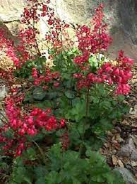Bressingham perennial blume samen for anpflanzung