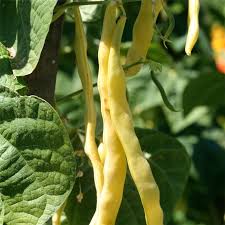 Venezia Bean Gemüsesamen for Your Garden