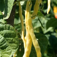 Venezia Bean Gemüsesamen for Your Garden
