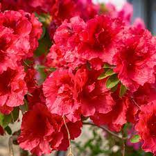 Premium rot azalea samen for anpflanzung blume