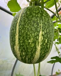 Green Malabar Gourd Samen zum Pflanzen - Premium Gemüsesamen