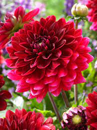 Two-color dark rot dahlia blume samen for vibrant garten anpflanzung
