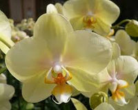 hell Gelb Schmetterlingsorchidee Orchidee Samen Blumensamen zur Aussaat sonnenliebend Traditionssorte & ohne Gentechnik Samen Hausgarten