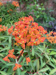 Rot Griffithii Blumensamen zur Aussaat – Wildblume Mischung – Traditionssorte & ohne Gentechnik Samen Hausgarten