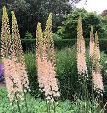 Eremurus Blumensamen zur Aussaat – Halbschatten verträglich – Traditionssorte & ohne Gentechnik Samen Hausgarten