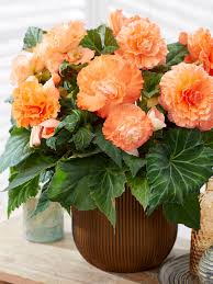 Tuberous Begonie Blumensamen zur Aussaat – sonnenliebend – Traditionssorte & ohne Gentechnik Samen Hausgarten