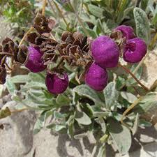 Violett Calceolaria Blumensamen zur Aussaat Landhaus Garten wichtig Traditionssorte & ohne Gentechnik Samen Hausgarten