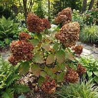 Braun Hortensie Blumensamen zur Aussaat – saisonal Dauerblüher – Traditionssorte & ohne Gentechnik Samen Hausgarten