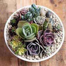 Lithops Succulent Blumensamen zur Aussaat – sonnenliebend – Traditionssorte & ohne Gentechnik Samen Hausgarten