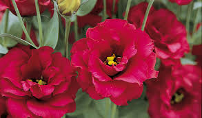 Kastanienrot Lisianthus (Lisianthus) Blumensamen zur Aussaat Bestäuber freundlich Traditionssorte & ohne Gentechnik Samen Hausgarten