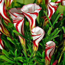 Rot Weiß Sauerklee Blumensamen zur Aussaat – Schnitt Blume beliebt Traditionssorte & ohne Gentechnik Samen Hausgarten