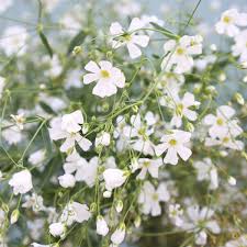 Gypsophila Blumensamen Schleierkraut
