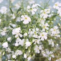 Gypsophila Blumensamen Schleierkraut