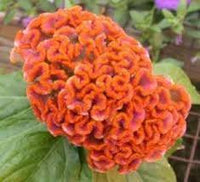 Celosia Blumensamen zur Aussaat – lang Blüte Saison – Traditionssorte & ohne Gentechnik Samen Hausgarten