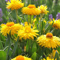 Gelb StrawFlower Samen zur Aussaat – Garten beliebt – Traditionssorte & ohne Gentechnik Samen Hausgarten