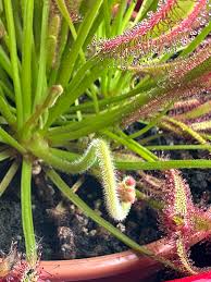 Grün Sundew Clip Blumensamen zur Aussaat – leuchtend Blüten – Traditionssorte & ohne Gentechnik Samen Hausgarten